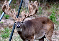 Whitetail Texas Deer