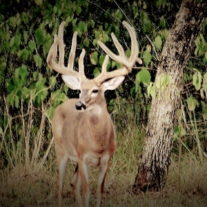 South Texas Whitetail Deer