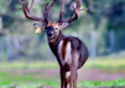 Texas Deer