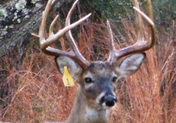 Twisted Tine Ranch Deer