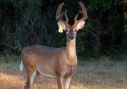 Texas Deer Hunts