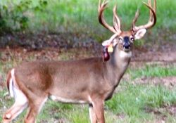 Whitetail Deer in Texas